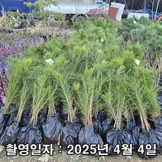 착한가격 나무생각 / 소나무(적송) / 실생2년 / 연결 포트, 1개, 적송