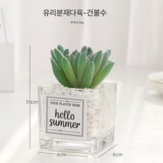 유럽식 소형 유리 화분 다육식물 화분 장식 화분 장식 테이블 인테리어 조화 장식, 천 부처의 손, 1개