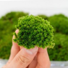 비단이끼 외 9종 건조/세척 나무이끼 서리 깃털 양털 테라리움 비바리움, 건조이끼, 판(30x50cm), 서리이끼, 1개