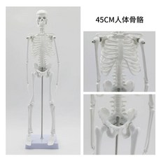 85cm 인체 신경 해골 모형 근육 뼈, A. 45cm 골격 모형, 1개