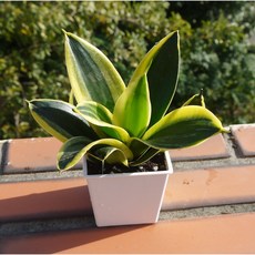 花樣渼栽 荷花虎尾蘭 室內清淨空氣盆栽, 1個, 3寸方形花盆(整盆寄出)