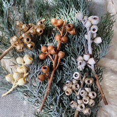 貝爾果好朋友 琥珀果 果實 松果材料 聖誕花圈素材 DIY裝飾材料包, 原色6個,有枝條/單純果實-隨機出, 1個