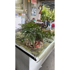 霏霏園藝兔腳蕨.6吋盆栽 寵物綠色植物 提升空氣品質, 1個