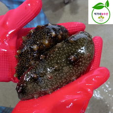 자연산 횟감용 활 해삼 500g, 1개, 이성자연산 활 해삼 500g 2-6미내외(M)