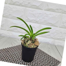 공기정화식물키우기 풍란 소엽 소엽풍란 풍난 소엽란키우기, 본상품