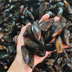 [신선보장] 국내산 세척 다듬이 홍합, 1개, 홍합 3kg