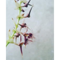 毛毛蟲豆蘭 Bulb barbigerum 唇瓣毛毛的會隨風飄逸 1.7吋小盆栽, 1個