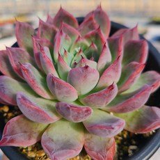 [인지다육] 블랙스완 다육식물/인테리어식물/사무실식물/집들이선물/플랜테리어/공기정화식물, 1개