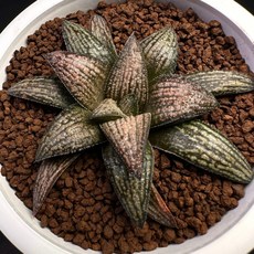 Haworthia (Dark Koel X Kintaikyo) X Dark Splendens var. B807-6 塊根植物, 1個
