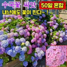 [사계절 개화] 50알/100알/300알 수국 모종 꽃씨앗 수국 생화 씨앗 정원 꾸미기 개화기간이 길다, 1개
