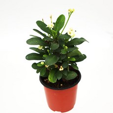 화이트꽃기린 화초 선인장 꽃식물, 1개