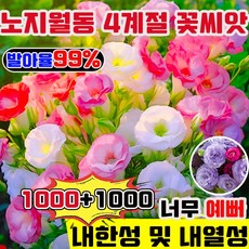 노지 월동 다년생 꽃 씨앗 노지월동 봄꽃씨앗 봄꽃 씨앗 4계절 꽃 씨앗 키작은 꽃 씨앗 봄꽃 씨앗모듬 봄에 피는 꽃 씨앗 관상용 향기좋은 꽃, 2000개