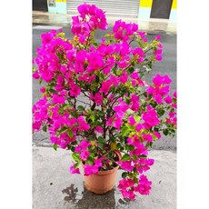 宮廷系 九重葛 三角梅 植栽盆栽, 8吋特大盆(無法超商), 綠色
