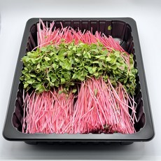 [새아누리] 메밀순, 빨강, 1개