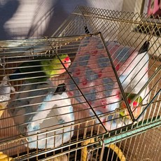 하트둥지 앵무새 포치 중 [ACG955]