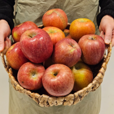 [지은농원] 못난이 실속 경북 청송 문경 안동 의성 꿀사과, 1개, 빨간사과_못난이 2KG  소과 (10-17과)