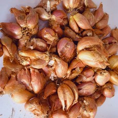 쪽파종구 쪽파씨앗 1kg 예천산, 1개