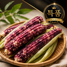 [백화점 납품] 2026년 24cm 이상 특A품 크기 국산 흑찰옥수수 산지직송 국내산 흑찰 옥수수, 1개, 특A품 5개입