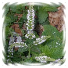 꽃모종 허브 10cm분, 민트류(스피아민트), 1개