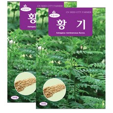 세인화분 황기 300립, 2개