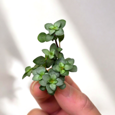 지향샵 타라 티아라 5촉 키우기 쉬운 테라리움 식물 덩쿨식물 실내화초, 1개