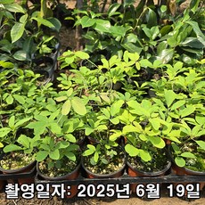 충주원예조경 / 으름나무 / 슈퍼으름 / 삽목2년 / 포트묘, 1개