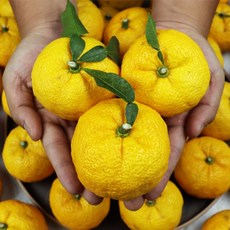 고흥 제철 유자 중대과 10KG(90-130G 내외) 햇유자, 유자 10KG 중대과(90-130G 내외), 1개