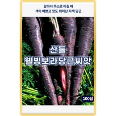 산들 웰빙보라 당근 씨앗 100립 색이 예쁜 자색 당근씨 종자, 5개