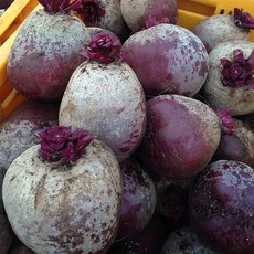 26년 수확 제주 햇 레드 비트(특품) 2kg, 1개