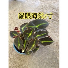 霏霏園藝貓眼海棠5寸盆栽特價 綠植盆栽 美化居家環境 數量有限, 1個