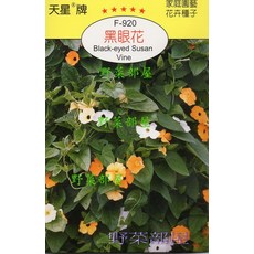 天星牌 黑眼花種子 (混合色) - F-920 Black-eyed Susan Vine 家庭園藝花卉種子, 1包