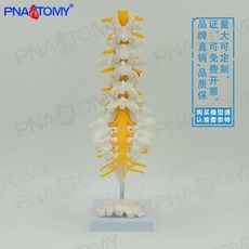 인체 요추 모형 정형외과 교육용 말초신경 해부학 신경 5분절, 정형외과 및 통증 관리 교육을 위한 의학적 인간 5분절