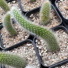 올식스 원숭이꼬리선인장 행잉플랜트 공중식물 인테리어 화분 반려식물, 1개, 단일