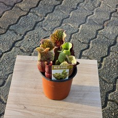 에이피팩토리 식충식물 퍼포리아 식충이 반려식물 소품 공기정화, 1개