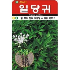 AR 일당귀 중통 100g 약초 씨앗, 1개