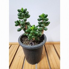 좁은 선반 공간 활용 녹귀란 다육 식물 약20cm 미니 화분 저관리형 실내 공기정화 반려 다육이 2개
