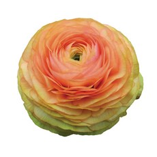 우리화훼종묘(주) 라넌큘러스 구근 - 살몬, 2개