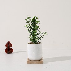 森林有塊田 辦公室植物, 白色, 1個