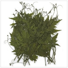 프레스코21 압화 잎/녹색잎 풍선덩굴(착색)