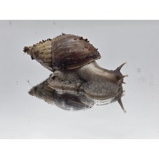 달팽이 교육용, 1개, 흑와