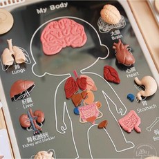 iPOFF&HRC人體探索益智套組(模擬小醫生/兒童教材/益智玩具/黏土)，STEAM探索系列，激發孩子對人體構造的好奇心與探索慾望, 1個
