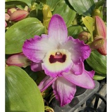 [신라난농원]덴드로비움 셀리허니 Dendrobium C T Sally Honey. 석곡. 고급종. (꽃이 예쁜 핑크색의 갈색립프).여성스러운 형의꽃.인테리어효과.인기.필독뒷사진참고, 1개