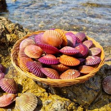 [당일조업] 청담농수산 국내산 통영 홍가리비, 1개, 3kg (정품)