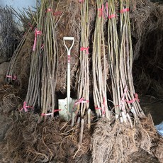 무화과나무 바나네 묘목 2년생 유실수, 1개, [ 바나네 상묘 ]