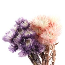 [데코몰] 프리저브드 실버 데이지, 투톤 퍼플