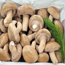 산지직송 경북 착한송이 무농약 송향(송화) 버섯, 1개, 500g