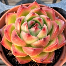 "실제로 보면 더 예쁜 다육", 6번)-에케문스톤