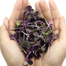 새벽경매 수경재배 적무순 100g, 01.적무순_100g(1팩), 1개