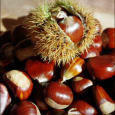 국내산 달콤포슬 햇밤 대사이즈, 1개, 1kg