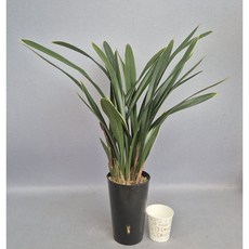 산천조 포트6촉 / 꽃대3대 동양난 취미난 동양란전문 그린난농원, 1개